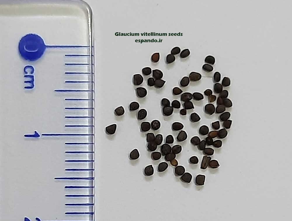  Glaucium vitellinum seeds 
